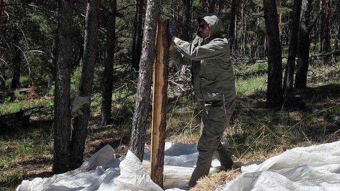 Очаг сибирского шелкопряда затух в районе Бурятии