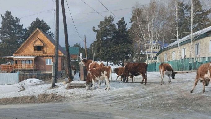 Бродячие коровы растаскивают мусор в городе Бурятии