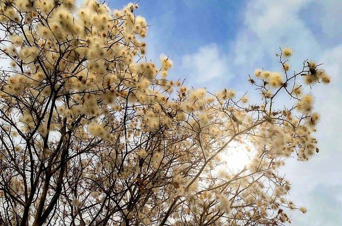 Весна в ноябре: В Бурятии на берегу Байкала зацвела ива