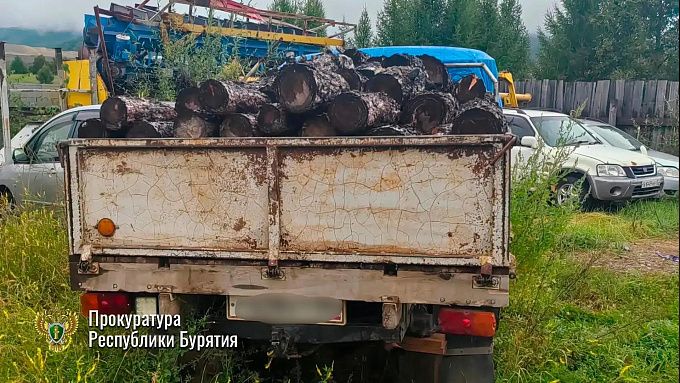 Черный лесоруб заготавливал древесину на территории лесничества в Бурятии