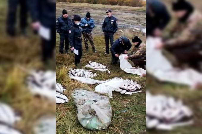 В Бурятии у браконьеров изъяли омуль на 2 миллиона рублей
