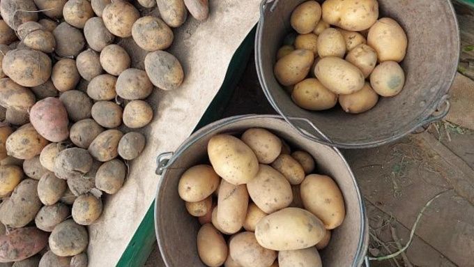 В Бурятии упали урожаи зерна, картофеля и овощей