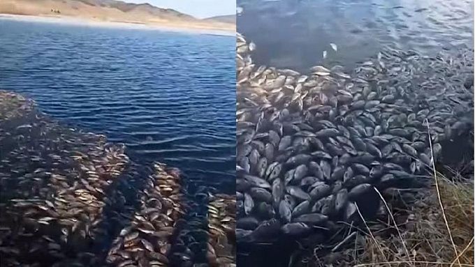 В Бурятии после массовой гибели рыбы возбудили уголовное дело