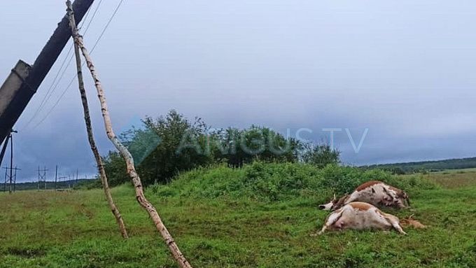 Коров убило током в районе Бурятии
