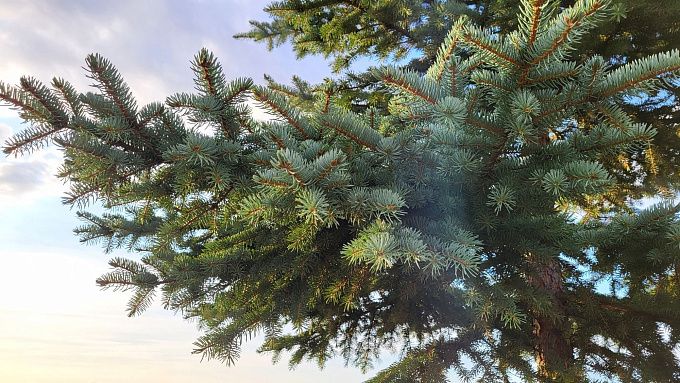 В Бурятии завершают обработку шишки для будущих посевов