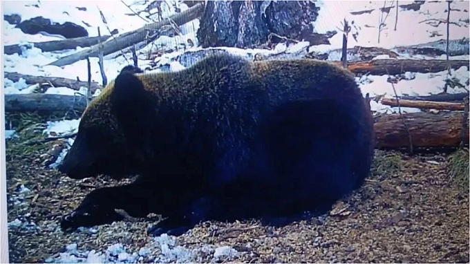 Первый завтрак медведей после спячки запечатлела фотоловушка в Бурятии 
