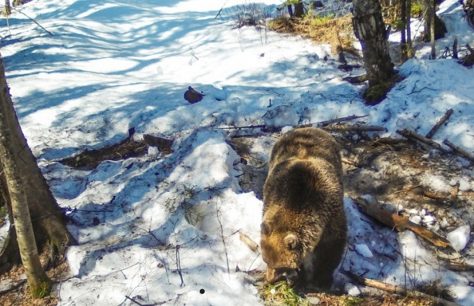 В Байкальском заповеднике посчитали медведей