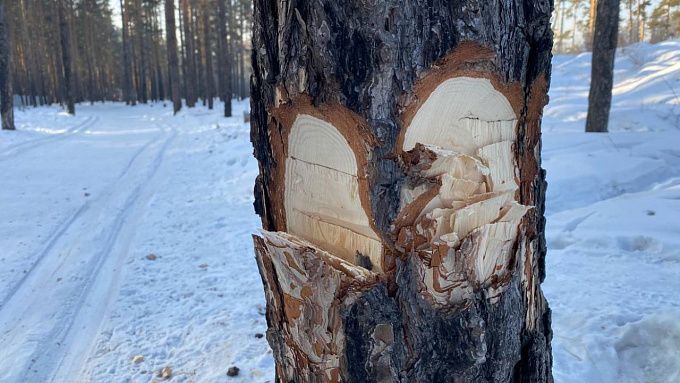 «Зачем пакостить?»: неизвестные изувечили деревья на тропе здоровья в Улан-Удэ