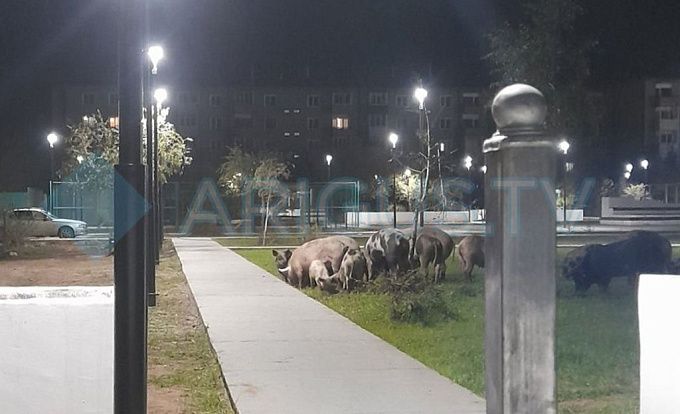 Буквально атакуют: В Улан-Удэ сквер за 30 миллионов облюбовали свиньи