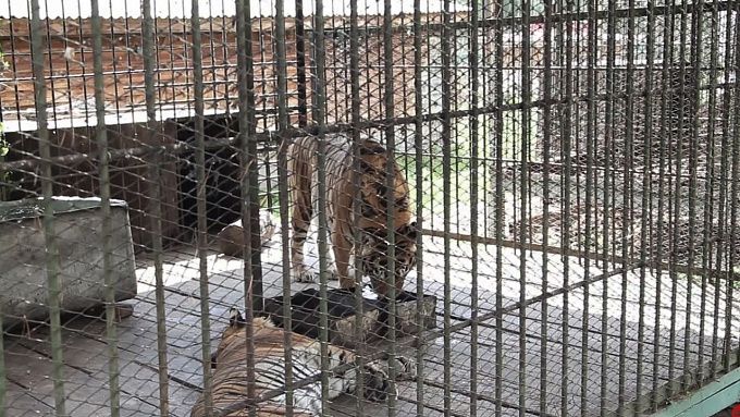 Этномузей Улан-Удэ получил предостережение после побега тигра