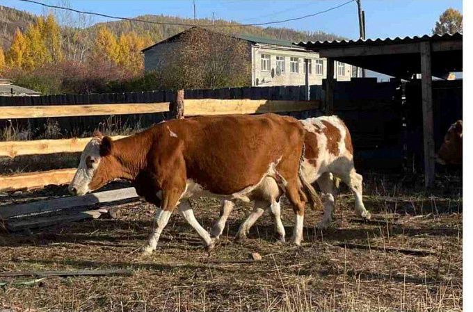 В районе Бурятии снова отловили блудных коров
