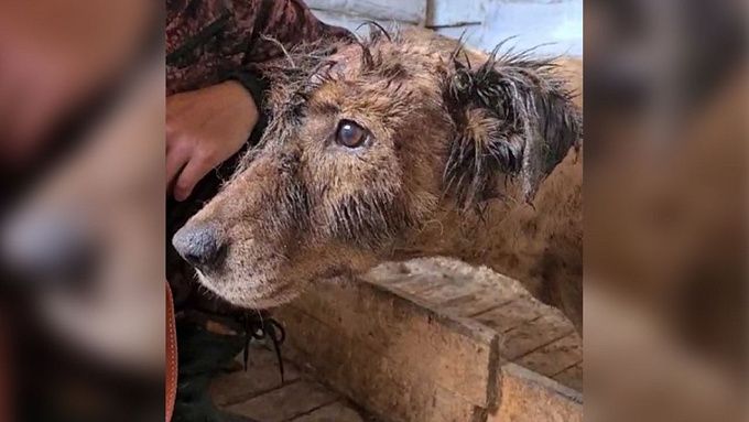 В Улан-Удэ рассказали о состоянии собаки, спасенной из гудроновой ловушки