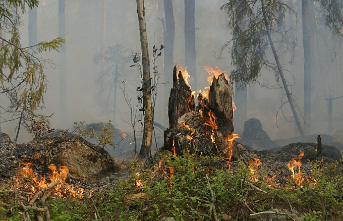 В Бурятии тушат восемь лесных пожаров