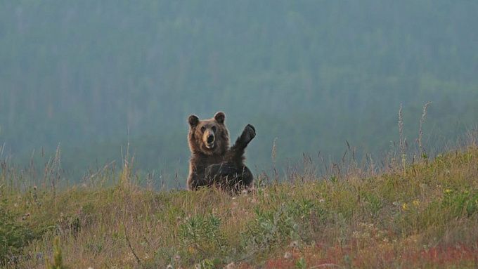 Фотогеничного медведя заметили в Баргузинском заповеднике 