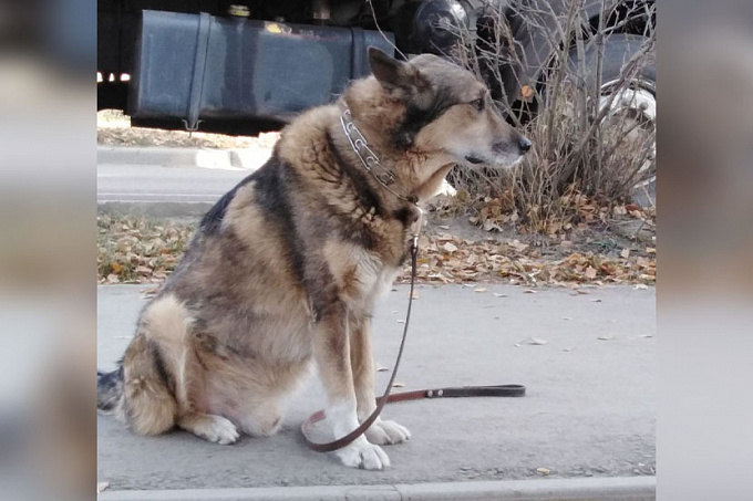 Как «Хатико». В Улан-Удэ собака осталась ждать свою погибшую хозяйку