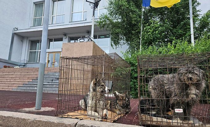 В Улан-Удэ провели срочное собрание после «высадки» собак возле здания мэрии