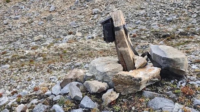За манулами в нацпарке Бурятии впервые наблюдают фотоловушки