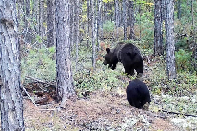 В Бурятии медведи обчищают запасы орешков у бурундуков