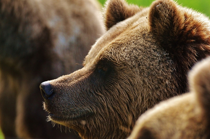 В Забайкалье разрешили убить 40 медведей