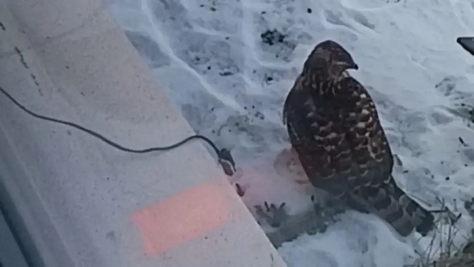 В Бурятии ястреб облюбовал кормушку для птиц