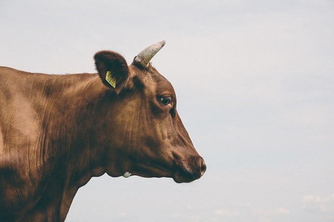 В Бурятии владельцу коровы пришлось выплатить компенсацию за ДТП
