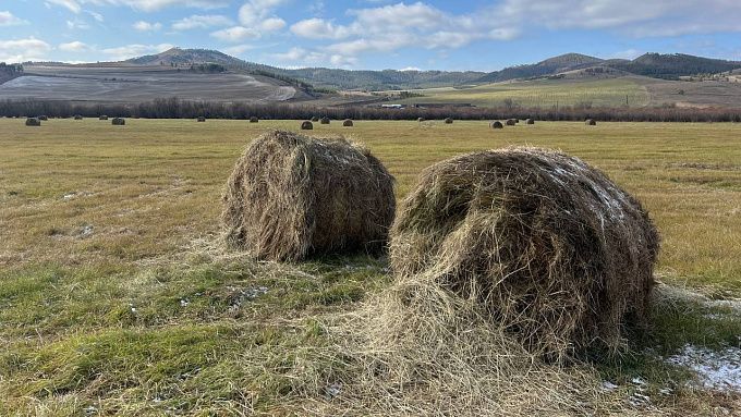 Ситуация с кормами в Бурятии остается напряженной