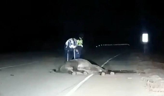 Водитель легковушки сбил коня в Бурятии 