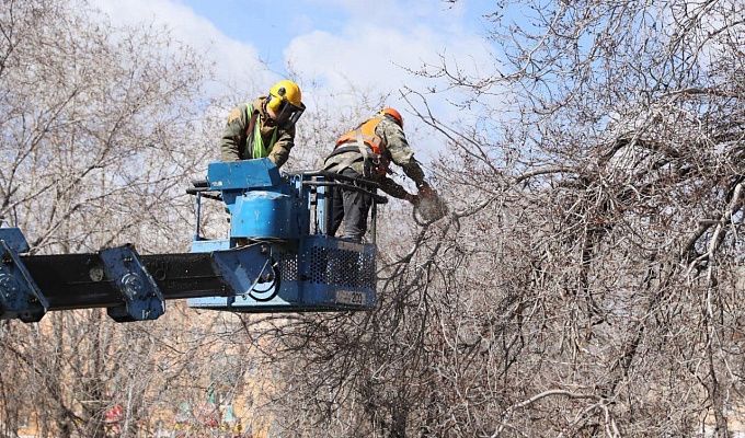 Штрафы до 50 тысяч: В Улан-Удэ за подрезку деревьев можно поплатиться рублем 