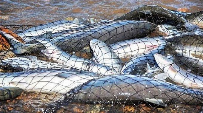 На севере Бурятии браконьер наловил омуля на 300 тысяч рублей