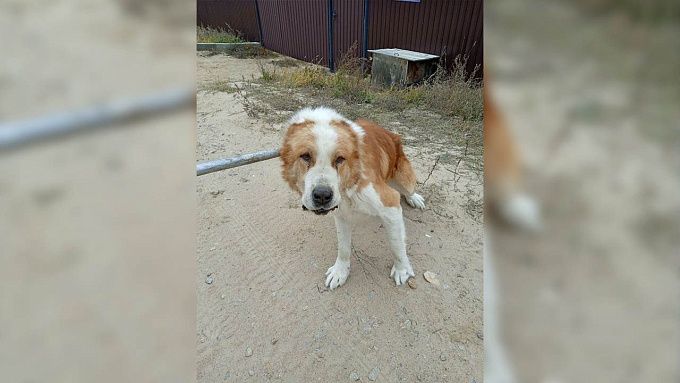 Жительница Бурятии хотела избежать наказания за нападение ее алабая на ребенка