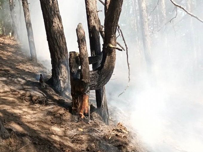 Крупный пожар остановили в 30 метрах от поселка в Бурятии