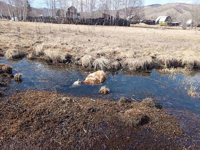 В Бурятии корова утонула в болоте