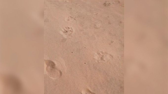 Медведь облюбовал остров на севере Бурятии