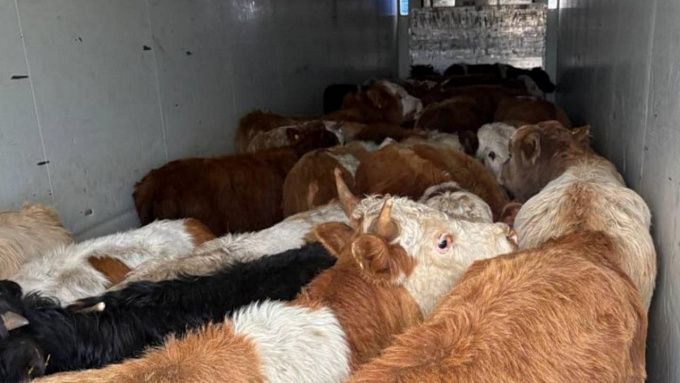 41 буренка пыталась нелегально попасть в Бурятию