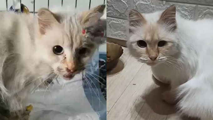 «Белка счастлива»: В Улан-Удэ кошка с травмами головы «расцвела» и обрела дом