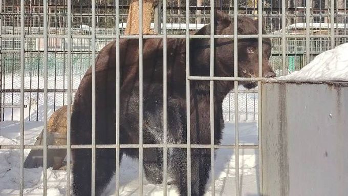 Весна близко: медведи проснулись в этномузее Улан-Удэ