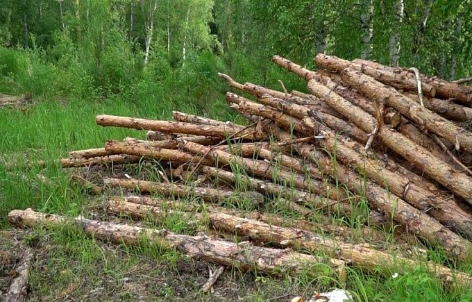 В Бурятии черные лесорубы за неделю спилили почти 500 кубометров деревьев