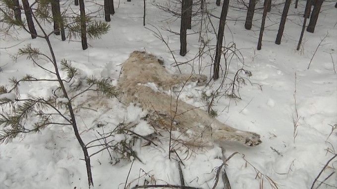 В Бурятии неизвестные сбросили труп собаки в канализацию