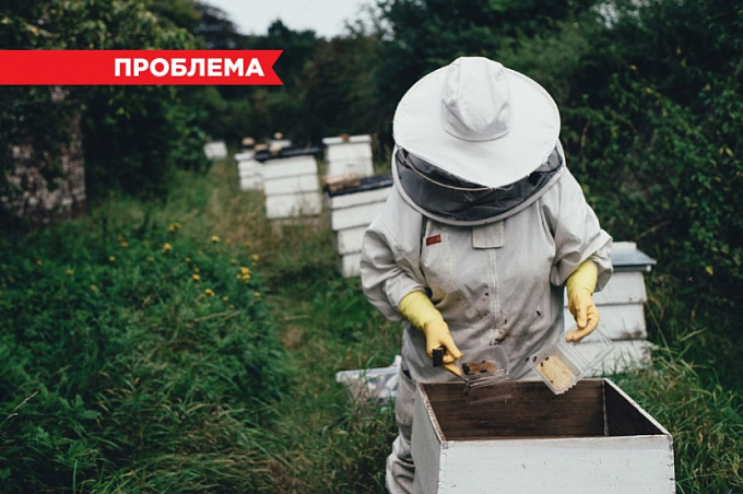 Массовая гибель пчёл зафиксирована в Бурятии. Что происходит?