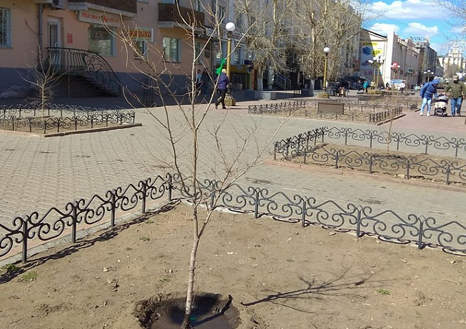На Арбате в Улан-Удэ зацветут яблони и груши 