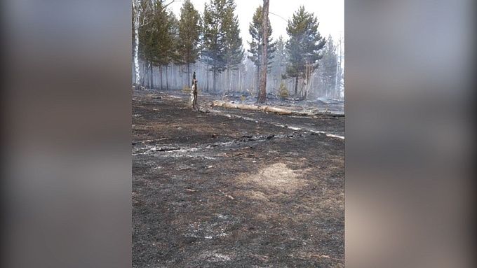 В Бурятии пастух, пытаясь сжечь трупы коров, устроил лесной пожар
