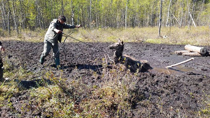 Изюбриху спасли от смерти в районе Бурятии