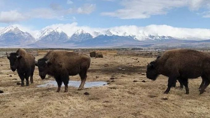 Бизонья ферма появится в районе Бурятии