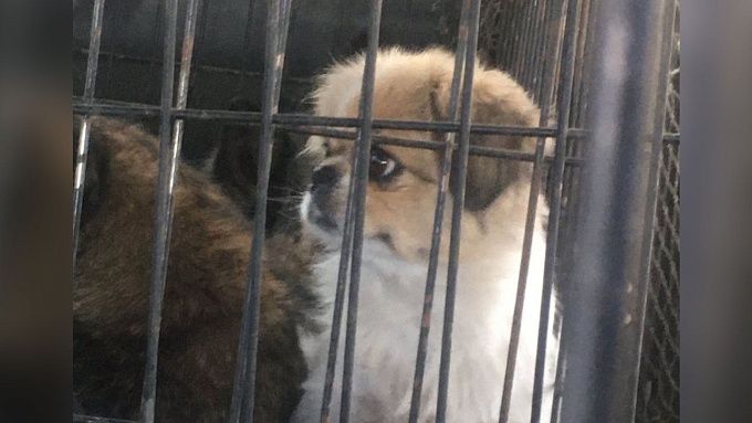 Особо опасен. В Улан-Удэ собачка загнала женщину на забор