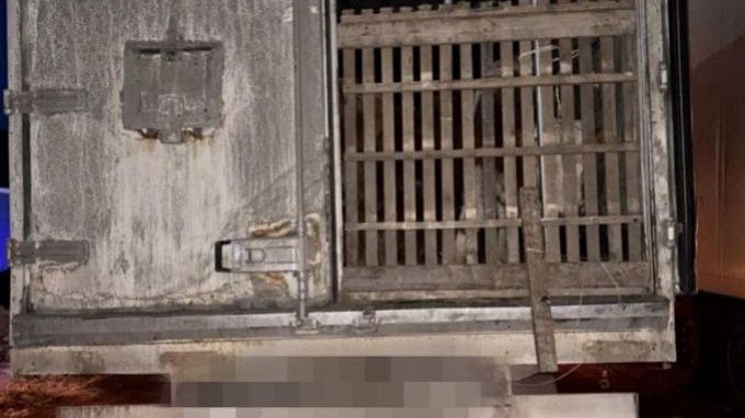 Три фуры с буренками-нелегалками поймали в Бурятии