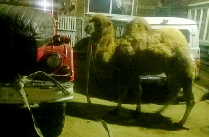 Верблюда спасли в 45-градусный мороз в Иркутской области