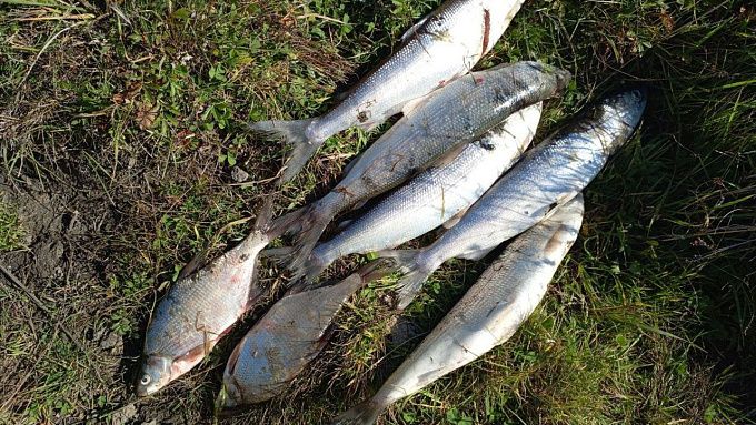 В Бурятии рыбак попался на незаконной ловле омуля и леща