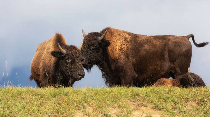 Американские бизоны поселились в Тункинском национальном парке. ФОТО