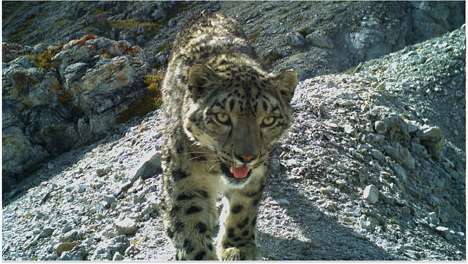 Перекличку снежных барсов провели в Бурятии