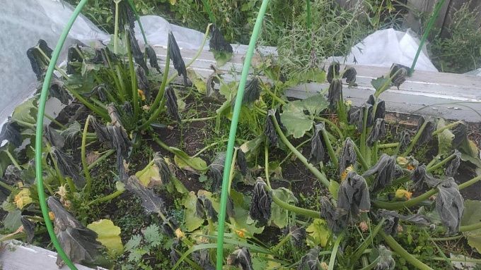 В районе Бурятии ночные заморозки уничтожили огороды сельчан